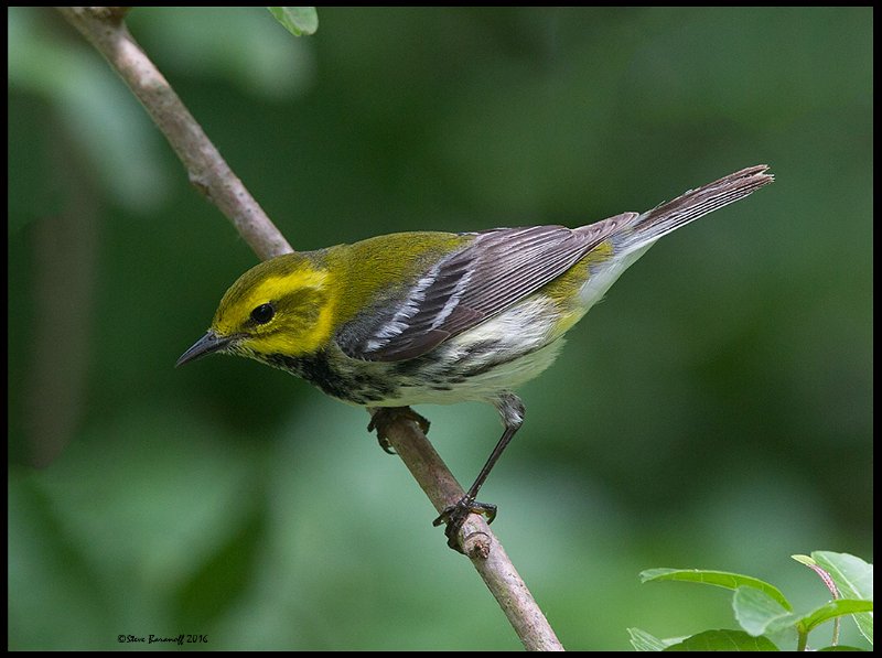 _6SB1575 black-throated green warbler.jpg